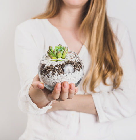 Terrario Pecera con Suculentas - Recuerdo