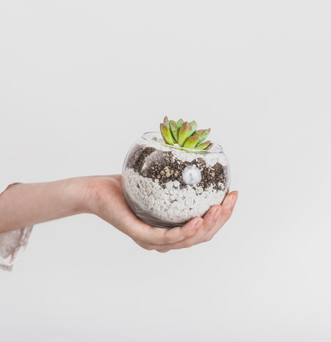 Terrario Pecera con Suculentas - Recuerdo