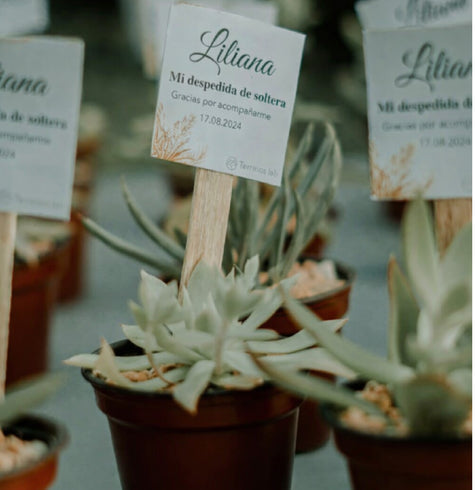 Maceta con Suculenta - Recuerdo