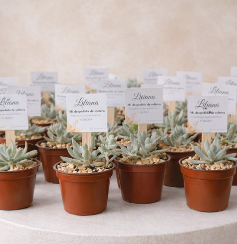 Maceta con Suculenta - Recuerdo