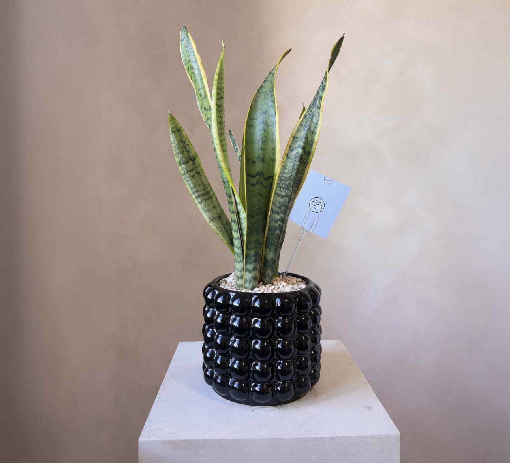 Sansevieria de Regalo - Burbuja