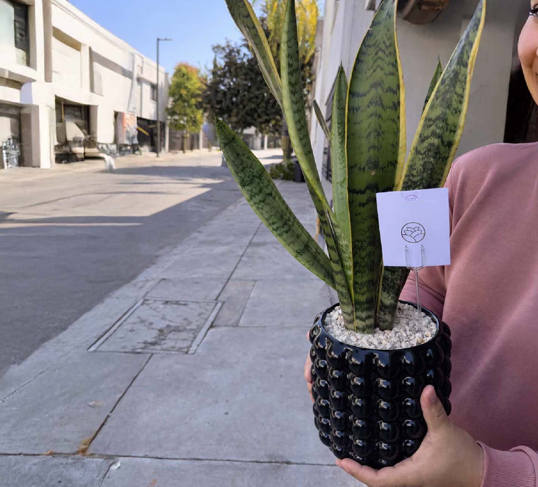 Sansevieria de Regalo - Burbuja