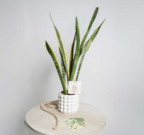 Sansevieria de Regalo - Burbuja