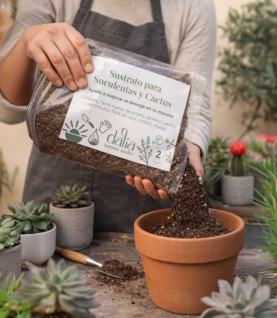 Sustrato para Suculentas