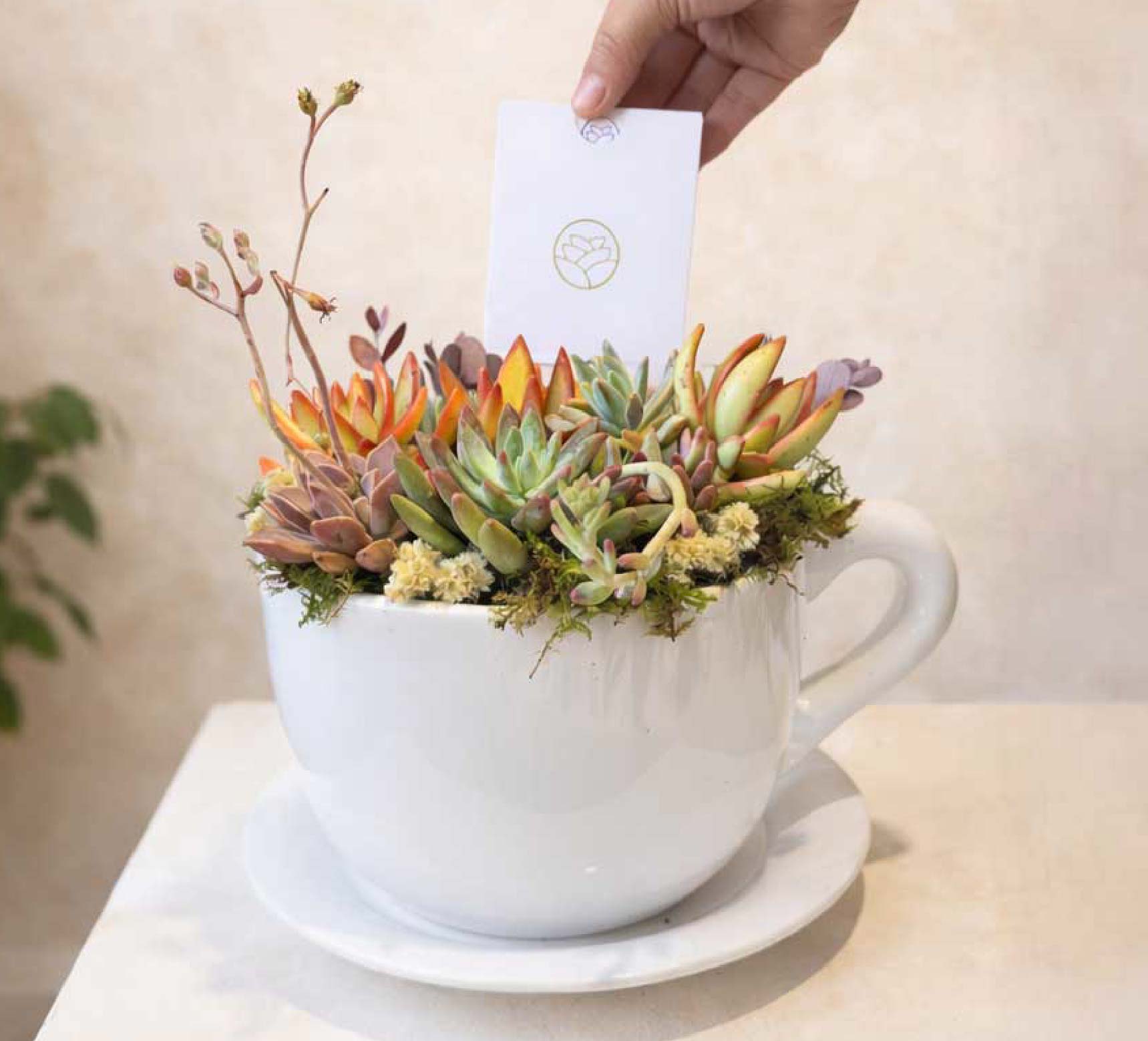 Taza Suculenta - Regalo