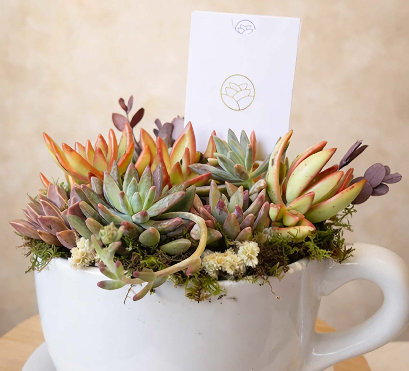 Taza Suculenta - Regalo