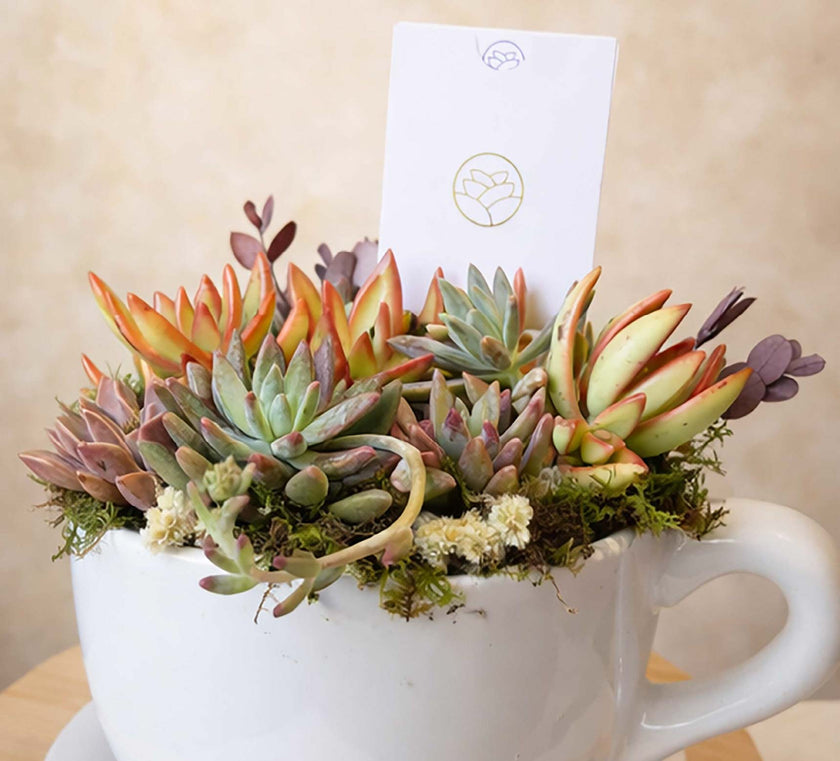 Taza Suculenta - Regalo