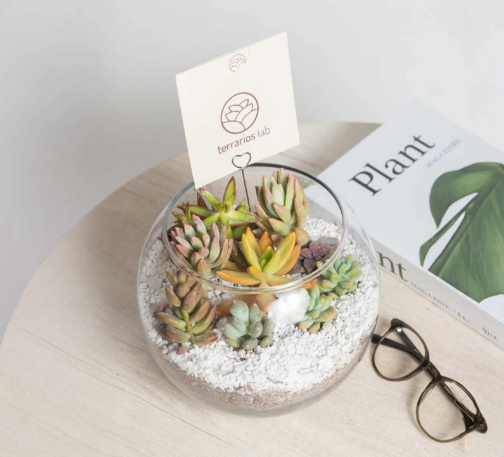 Terrario Pecera con Suculentas - Kit