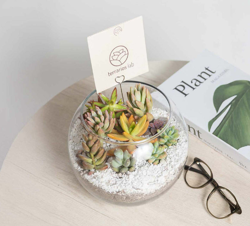 Terrario Pecera con Suculentas - Kit