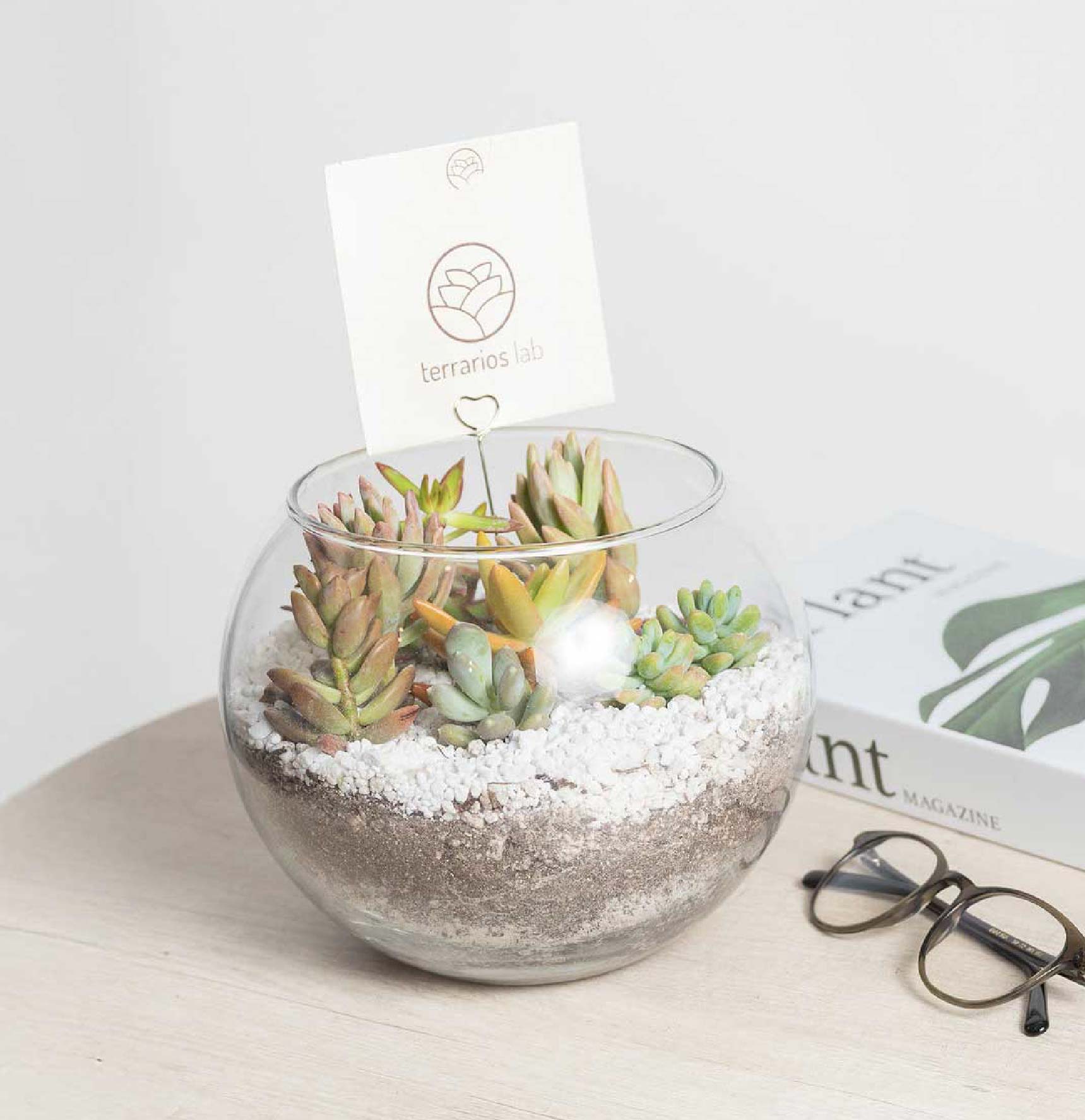 Terrario Pecera con Suculentas - Regalo