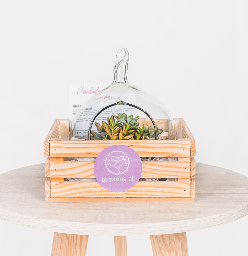 Terrario de Regalo con Suculentas