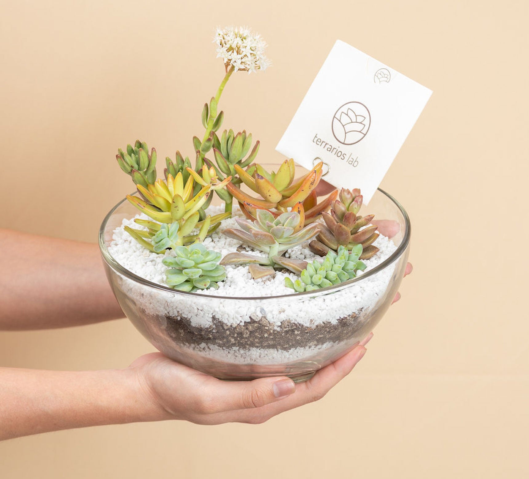 Terrario Media luna con Suculentas - Kit