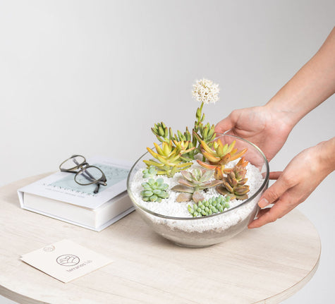 Terrario Media Luna con Suculentas - Regalo