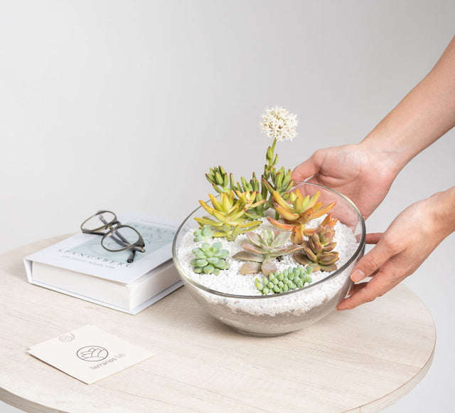 Terrario Media Luna con Suculentas - Regalo