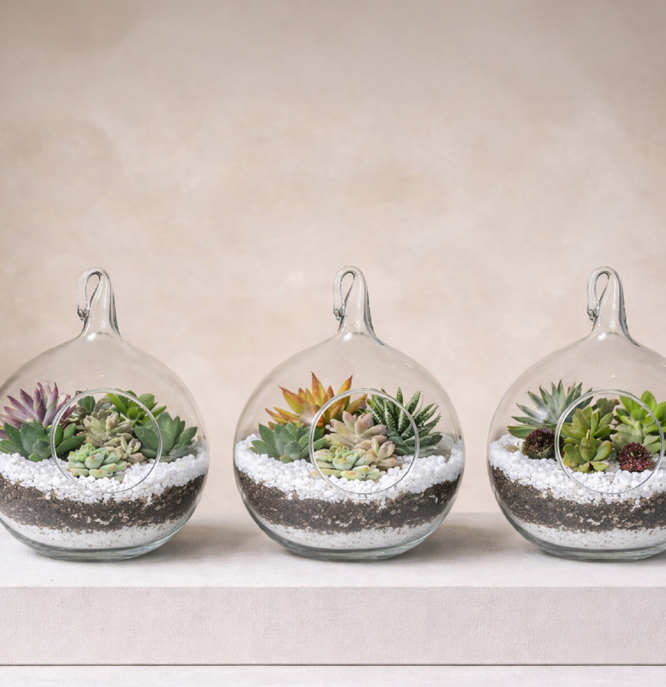 Terrario - Recuerdo para Evento