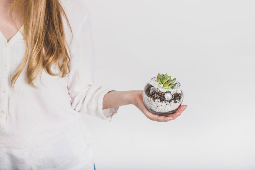 Cactus & Terrario Mini - Combo