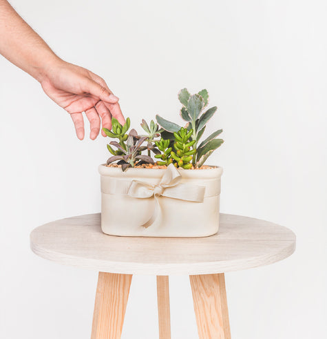 Tina Suculenta - Recuerdo