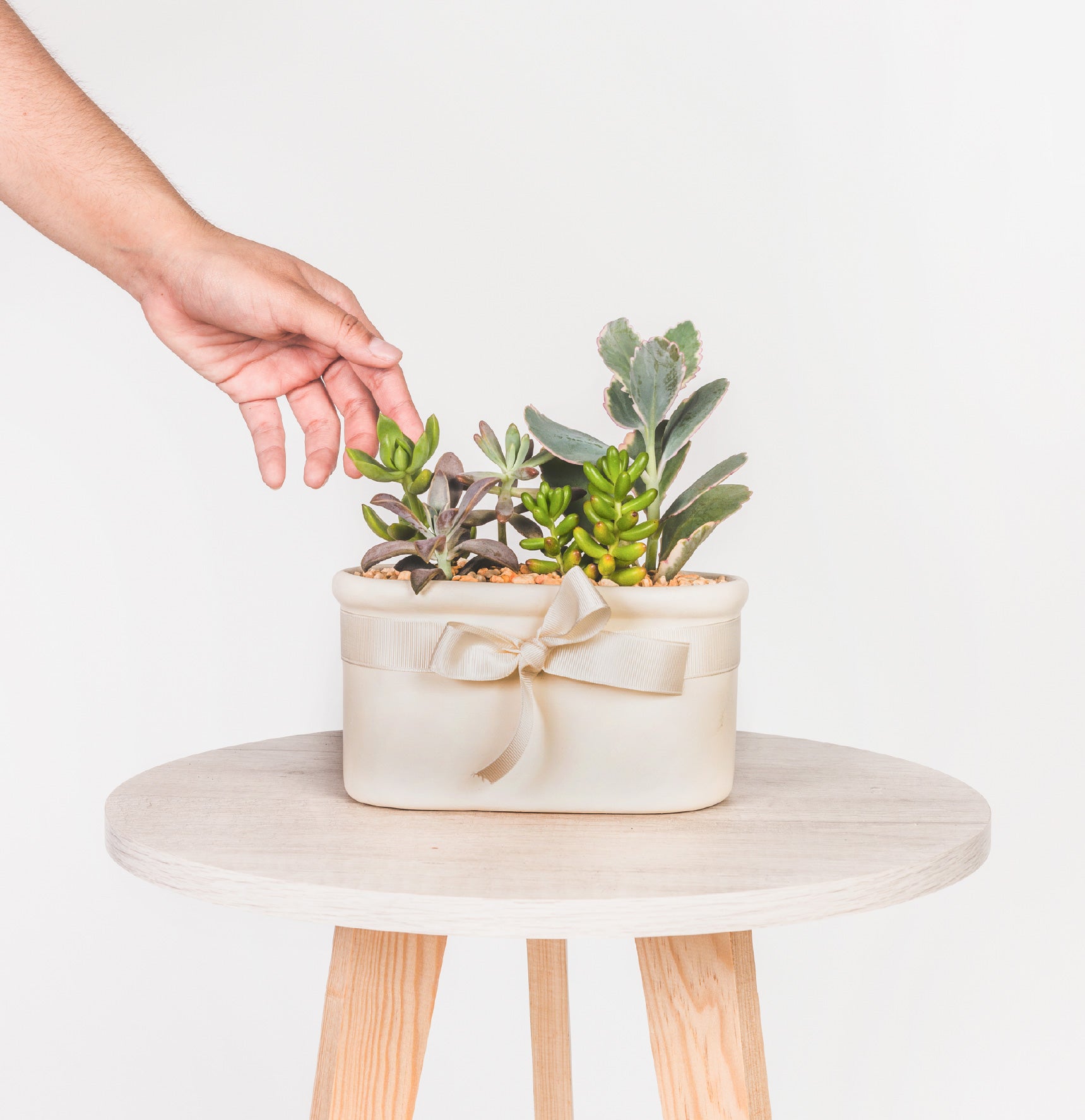 Tina con Suculentas de Regalo