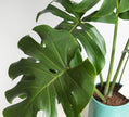 Monstera Deliciosa - Regalo