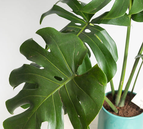 Monstera Deliciosa - Regalo