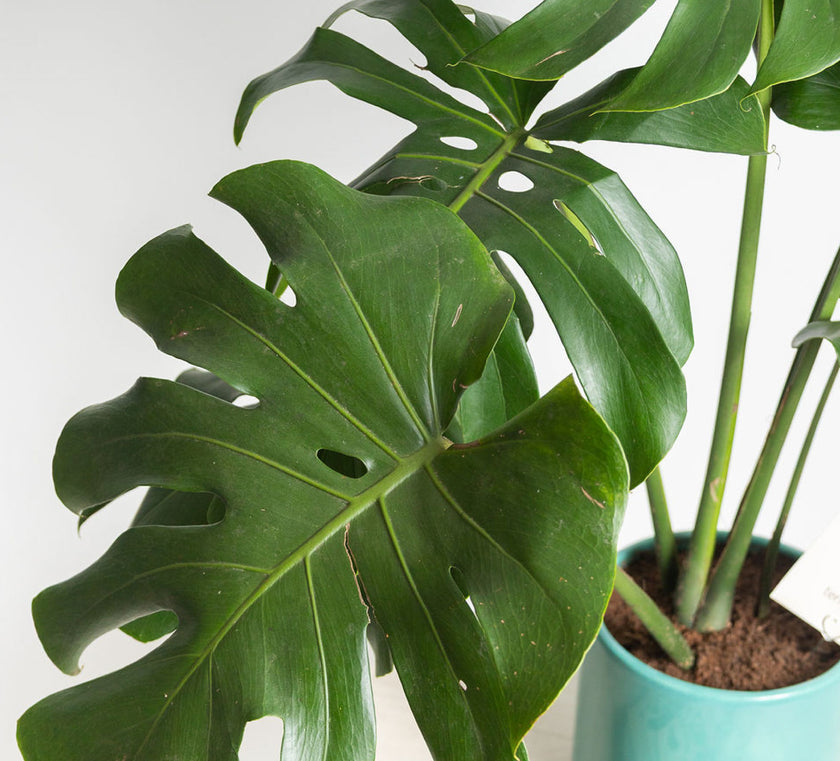 Monstera Deliciosa - Regalo