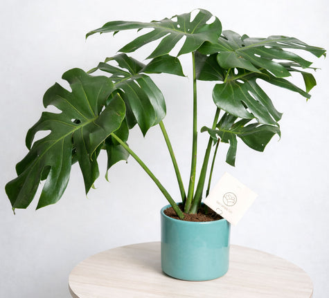 Monstera Deliciosa - Regalo